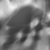 Thin-plate spline bug