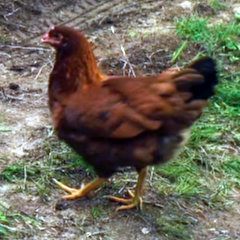 Picture of the chicken in question